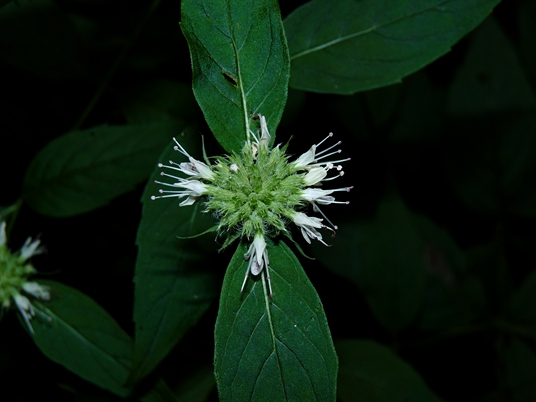 {Pycnanthemum montanum}